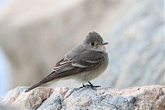 Western Wood-Pewee